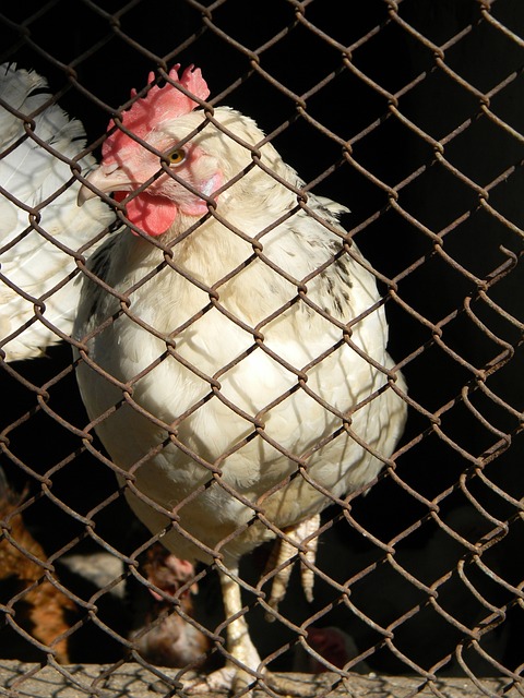 現代化中鋒 現代化中鋒