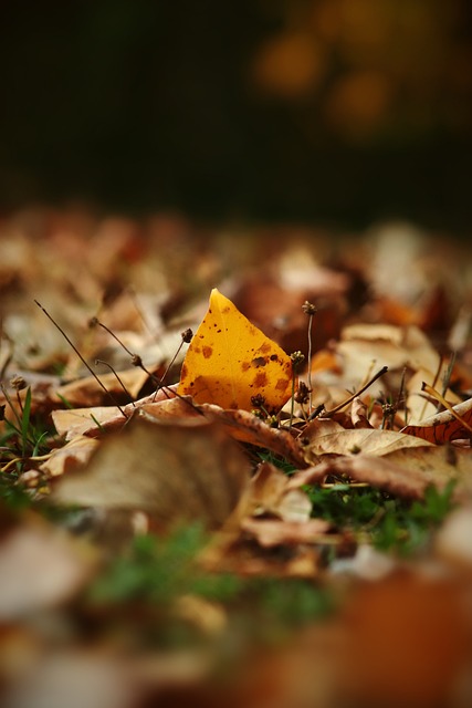 作為英超卫 作為英超卫